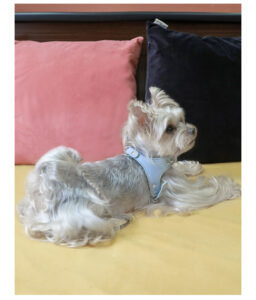 AH-027Bling Harness_18